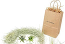 10 Pack Grab Bag Air Plants Gift Wrapped with Tillandsia Usneiodes Spanish Moss - Live Tillandsia - Easy Care House Plant - Succulents - 30 Day Guarantee