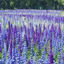 Consolida Ajacis Larkspur Flower Seeds Pack of 500+ Flower Seeds for Planting by GreenHaven Gardens