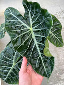 Premium Alocasia Plant Potting Mix - Crafted for Thriving Growth and Striking Elegance - 1 Quart, MAIN-ALOCASIA-1QT by GreenHaven Gardens