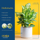 Costa Farms Dieffenbachia Live Plant Indoor, Easy Grow Light and Watering Houseplant, Potted in Indoors Garden Decor Plant Pot, Soil, Grower's Choice, Home and Office Plants Decor, 1 Foot Tall by GreenHaven Gardens