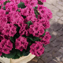 Hananona 12 Pcs Artificial Geranium Flowers for Outdoors Geranium Silk Flowers Outdoor UV Resistant Garden Plants Faux Flowers for Ptio Front Door Kitchen Table Centerpieces Home Decor (12, Rose Red) by CozyNest Decor