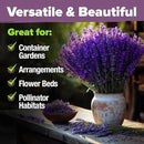 HOME GROWN 𝗨𝗦𝗔 𝗣𝗥𝗘𝗠𝗜𝗨𝗠 English Lavender Seeds 1,500+ 𝗡𝗢𝗡-𝗚𝗠𝗢 Wildflower Seed for Planting Indoor/Outdoor, High Germination, Plant Flower Seeds (Lavandula antustifolia) by GreenHaven Gardens