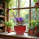 African Violet Pots Self Watering Round Ceramic Violet Pot (red, 6 inch) by GreenHaven Gardens