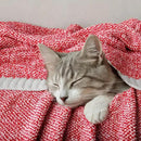 MIULEE Red Super Soft Throw Blanket for Couch, Cozy Fluffy Warm Blankets Lightweight Knit Throw Blankets for Sofa, Bed, Chair, Living Room, Camping, Picnic, 50 x 70 inch by CozyNest Decor