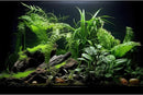 Aquarium Background Freshwater Green Plants Terrarium Background Aquatic Underwater Sea Grass Tank Background Wood Root Rock with Moss Jungle Style Fish Tank Background Poster Wallpaper 48x20in by GreenHaven Gardens