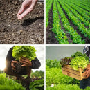 20,000+ Lettuce Seeds, Heirloom Vegetable Seed for Planting Indoor Outdoor, 10 Varieties Fresh Lettuce Salad Seeds Garden Hydroponics Kit - Romaine, Iceberg, Boston, Bibb and More, Non-GMO by GreenHaven Gardens