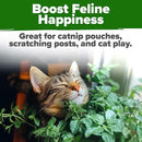HOME GROWN Catnip Seeds (2 Pack) 𝗡𝗢𝗡-𝗚𝗠𝗢, 𝗨𝗦𝗔-𝗦𝗢𝗨𝗥𝗖𝗘𝗗 Heirloom Herb 4232 Seeds - Indoor or Outdoor Seed - High-Germination Cat Nip - Cat Safe Plants (Nepeta cataria) by GreenHaven Gardens