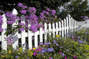 10000+ Perennial Mix Wildflower Seeds 16 Assorted Varieties of Heirloom Flower -1oz Zinnia Poppy Crimson Clover Milkweed Lupine Marigold Mexican Hat Sage Nasturtium by GreenHaven Gardens