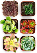 Shop Succulents Colorful Succulent Plant Pack 2" Grow Pot Pack of 6 by GreenHaven Gardens