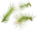 Air Plants - Tillandsia Funckiana, Large 5" - 3ct - Live Arrival Guaranteed - House Plants for Home Decor & Gift by GreenHaven Gardens