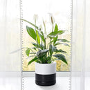 D'vine Dev 6.5 Inch Ceramic Planter Pot with Drainage Hole and Saucer, Indoor Cylinder Round Planter Pot, Layered Monochrome Black & White, 94-O-C-L by GreenHaven Gardens