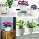 African Violet Pots Ceramic 6.5”W x 4.6”H Self Watering Planter for Indoor Flowers and Plants – White Glazed Outer Plant Pot with Highly Absorbent Inner Planter Pot for Tropical Plants by GreenHaven Gardens