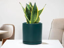 D'vine Dev 4.6 Inch & 6 Inch Ceramic Planter Pots for Plants with Drainage Hole and Saucer, Small Plant Pots Set, Teal, 94-G-S-9 by GreenHaven Gardens
