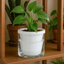 D'vine Dev 6 Inch Design Self Watering Planter for Indoor Plants, White Terracotta Pots with Cylinder Glass Cup, 37-X-B-2 by GreenHaven Gardens