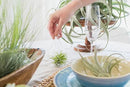 12 Pack Large Air Plants Tillandsia Ionantha Guatemala - Live Succulent House Plants - Available in Wholesale and Bulk - Home and Garden Decor - Easy Care Indoor/Outdoor Air Plant by GreenHaven Gardens