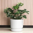 Elly Décor 8 inch Plastic Cylinder Planter Pot with Self-Watering Saucer and Drainage Hole,Lightweight & Extremely Durable, 8"x 8", White by GreenHaven Gardens