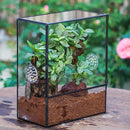 NCYP Glass Terrarium with Front Opening Door and 3 Vents for Insects, Snail, Spider, Glass Enclosure - 8"x4.5"x10" Clear Closed Plant Greenhouse Box (Terrarium Only) by GreenHaven Gardens