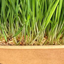 Organic Wheatgrass Premium Grow Kit 4 Pack | Whetagrass Juice | Catgrass | Non GMO Mixed Seeds | Wheatgrass Shot by GreenHaven Gardens
