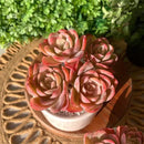 FWPP Live Succulents Plants Echeveria Silk Veil 3 inches,Rare Pink Succulents Bare Root Without Pot Soil, Live Plants Indoor Office Decoration Wedding and Gift by GreenHaven Gardens