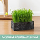 The Cat Ladies Cat Grass Kit with Black Rustic Wooden Planter, Organic Cat Grass Seeds and Soil. Easy to Grow Cat Grass for Indoor Cats. Prevent Hairballs and Aid Digestion by GreenHaven Gardens