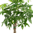 Money Tree Live Indoor Plant in 10 in. Plastic Grower Pot, Black *Sold by Amazon and Arcadia Garden Products* by GreenHaven Gardens