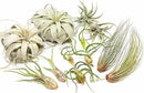10 Pack of Large Tillandsia Air Plants - Xerographica, Juncea, Bulbosa, Caput Medusae & Harrisii- Live Succulent House Plants Availabe in Wholesale and Bulk - Easy Care Indoor and Outdoor Plant by GreenHaven Gardens