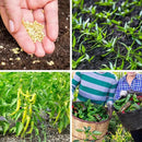 600+ Pepper Seeds, Heirloom Vegetable Seed for Planting Indoor Outdoor, 10 Varieties Hot and Bell Pepper (Capsicum Annuum) Seeds Garden Kit, Non-GMO Home Fresh Food Hydroponic Veggie Supply by GreenHaven Gardens
