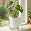 D'vine Dev 6 Inch Design Self Watering Planter for Indoor Plants, White Terracotta Pots with Cylinder Glass Cup, Set of 2, 37-Y-B-2 by GreenHaven Gardens