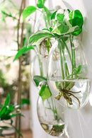 Ivolador Wall Hanging Planter Propagation Station Glass Flower Vase for Hydroponics Plants, Home Office Living Room Decor Gift, Set of 4 by GreenHaven Gardens