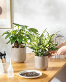 vancasso Ceramic Plant Pots, 4+5+6 inches, Set of 3, Planters with Drainage Hole, Flower Pots Planters Pots for Indoor Plants, Modern Indoor Decorative Garden Pot, Home Decor, Gray by GreenHaven Gardens
