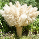 40" 33PCS Dried Pampas Grass Decor Tall,Large Natural Beige pompas Grass Tall Pampas Grass for Floor Vase,Wedding,Party,Farmhouse,Boho Home Decor,and Creating a Bohemian Ambiance by CozyNest Decor