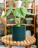 D'vine Dev 4.6 Inch & 6 Inch Ceramic Planter Pots for Plants with Drainage Hole and Saucer, Small Plant Pots Set, Teal, 94-G-S-9 by GreenHaven Gardens