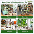 Ivolador Plant Propagation Stations 4 Test Tube Plants Terrariums in Wooden Stand Gifts for Plant Lovers for Hydroponic Plants Office Home Decor Hydroponic Vase Gift Box 2 Sets by GreenHaven Gardens