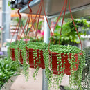 Roshtia 24 Pcs Hanging Plastic Planter Pot with Hook Flower Pots Baskets Hanging Nursery Planter Holder for Outdoor Indoor Plant Garden(Brown,6.7 Inch) by GreenHaven Gardens