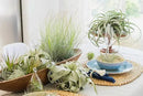 Air Plant Shop 30 Pack Tillandsia Air Plant Grab Bag of Premium Medium & Large Plants- Wholesale and Bulk - Succulents - Live Tillandsia - Easy Care Indoor and Outdoor House Plants by GreenHaven Gardens