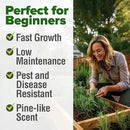 HOME GROWN 𝗨𝗦𝗔 𝗣𝗥𝗘𝗠𝗜𝗨𝗠 Rosemary Seeds Pack - 150 High Germinating 𝗡𝗢𝗡-𝗚𝗠𝗢 Heirloom Herb Seeds for Planting in Indoor or Outdoor Herb Gardens (Salvia rosmarinus) by GreenHaven Gardens