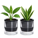 D'vine Dev 4 Inch Design Self Watering Planter for Indoor Plants, Black Terracotta Pot with Cylinder Glass Cup, Set of 2, 37-Y-A-3 by GreenHaven Gardens