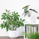 8 Inch + 6 Inch Ceramic Plant Pots Indoor with Drainage – Flower Pot Set, Decorative Indoor Planters for House Plants and Garden Use by CozyNest Decor