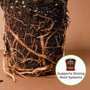 Perfect Plants Organic Snake Plant Soil in 8qt. Bag | Coco Coir Based Potting Mix Snake Plant Varieties by GreenHaven Gardens