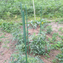Garden Plant Stakes 36 Inch 3Ft Steel Plant Stick Support, 25 Pack Tomato Stakes for Growing Climbing Plants, Potted Plants, Tomatoes, Trees, Cucumber, Beans, Fences Poles by CozyNest Decor