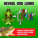 Dissect-It Kit for Kids, Simulated Synthetic Lab Dissection Toy, Frog Super Lab STEM Toys for Animal Science, Biology, and Anatomy by TinyTreasures Baby Boutique
