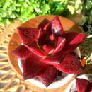 FWPP Live Succulents Plants Echeveria Agavoides v Romeo Rubin 3 inches,Rare red Succulents Bare Root Without Pot Soil, Live Plants Indoor Office Decoration Wedding and Gift by GreenHaven Gardens