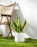vancasso 6 Inch Ceramic Plant Pots, Planters with Drainage Hole, Flower Pots Planters Pots for Indoor Plants, Modern Indoor Decorative Garden Pot, Home Decor, White by GreenHaven Gardens