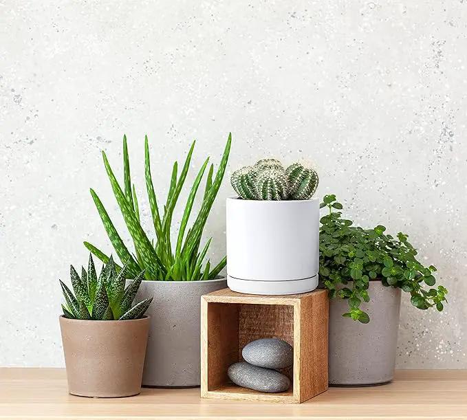 D'vine Dev Set of 4 Small Ceramic Plant Pots, 4.6 Inch Succulent Planter Pot for Plants with Drainage Hole and Saucer, White, 94-X-B-1, photo 7 of 7