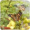 Insect Lore Butterfly Garden - 8" Habitat with 5 Live Baby Caterpillars - Includes Life Cycle Figurines, Stickers, Wind up, Mini Habitat | Birthday or Teacher Gift Set by TinyTreasures Baby Boutique