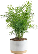 Costa Farms Parlor Palm, Neanthebella Tropical Live Plant, Easy to Grow Palm Houseplant Potted in Décor Plant Pot, Unique Plant Lover Gift, Living Room Home and Office Décor, 1 Foot Tall by GreenHaven Gardens