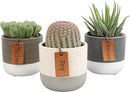 Succulents Plants Live in Plant Pot Set (3 Pack), Succulent Cactus Plants Live Plants, Indoor Plants Live Gardening Gifts for Plant Lovers, Live Succulents Plants Live Houseplants by Plants for Pets by GreenHaven Gardens