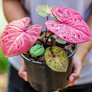 Caladium Plant Potting Soil - Enhance Colorful Beauty and Health with Professional Grade Nutrient-Rich Mix - 3 Quart by GreenHaven Gardens