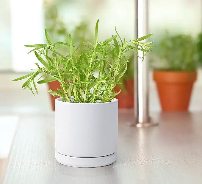 D'vine Dev Set of 4 Small Ceramic Plant Pots, 4.6 Inch Succulent Planter Pot for Plants with Drainage Hole and Saucer, White, 94-X-B-1, photo 2 of 7