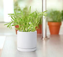 D'vine Dev Ceramic Planter Pot with Drainage Hole and Saucer, Indoor Cylinder Round Flower Pot, 4.6 Inch, White, 94-O-B-1 by GreenHaven Gardens